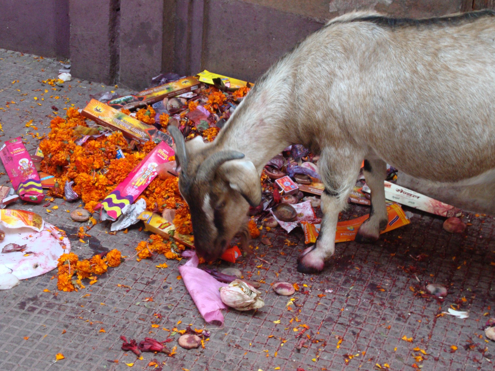 A well-fed goat picks through offerings at a temple in Guwahati.