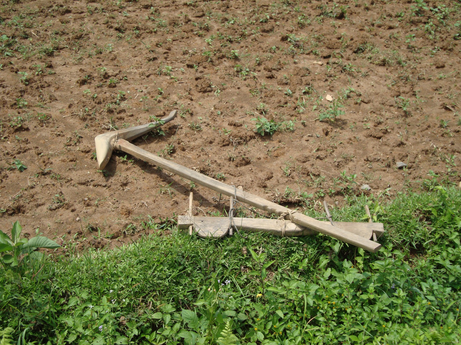 Old technologies never die: An ox-drawn plow used in the Garo Hills.