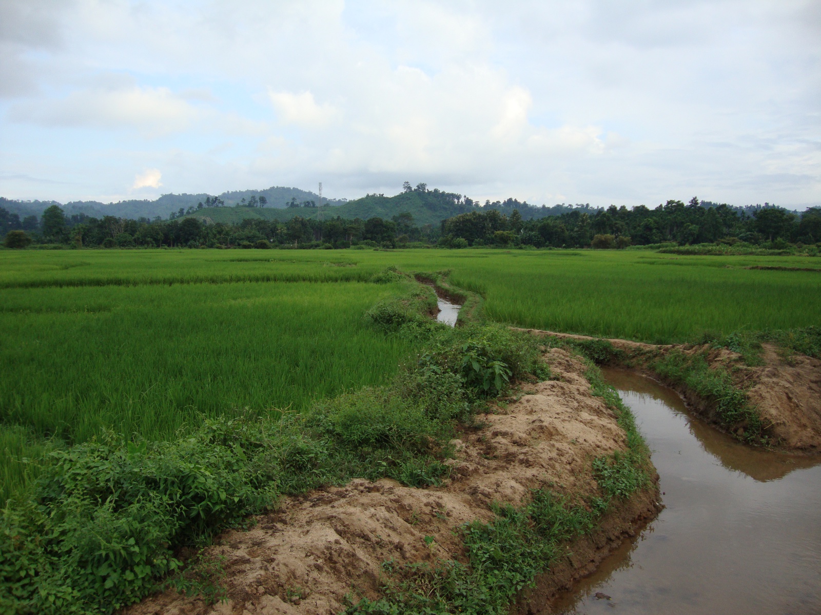 An irrigation ditch among paddy fields.
