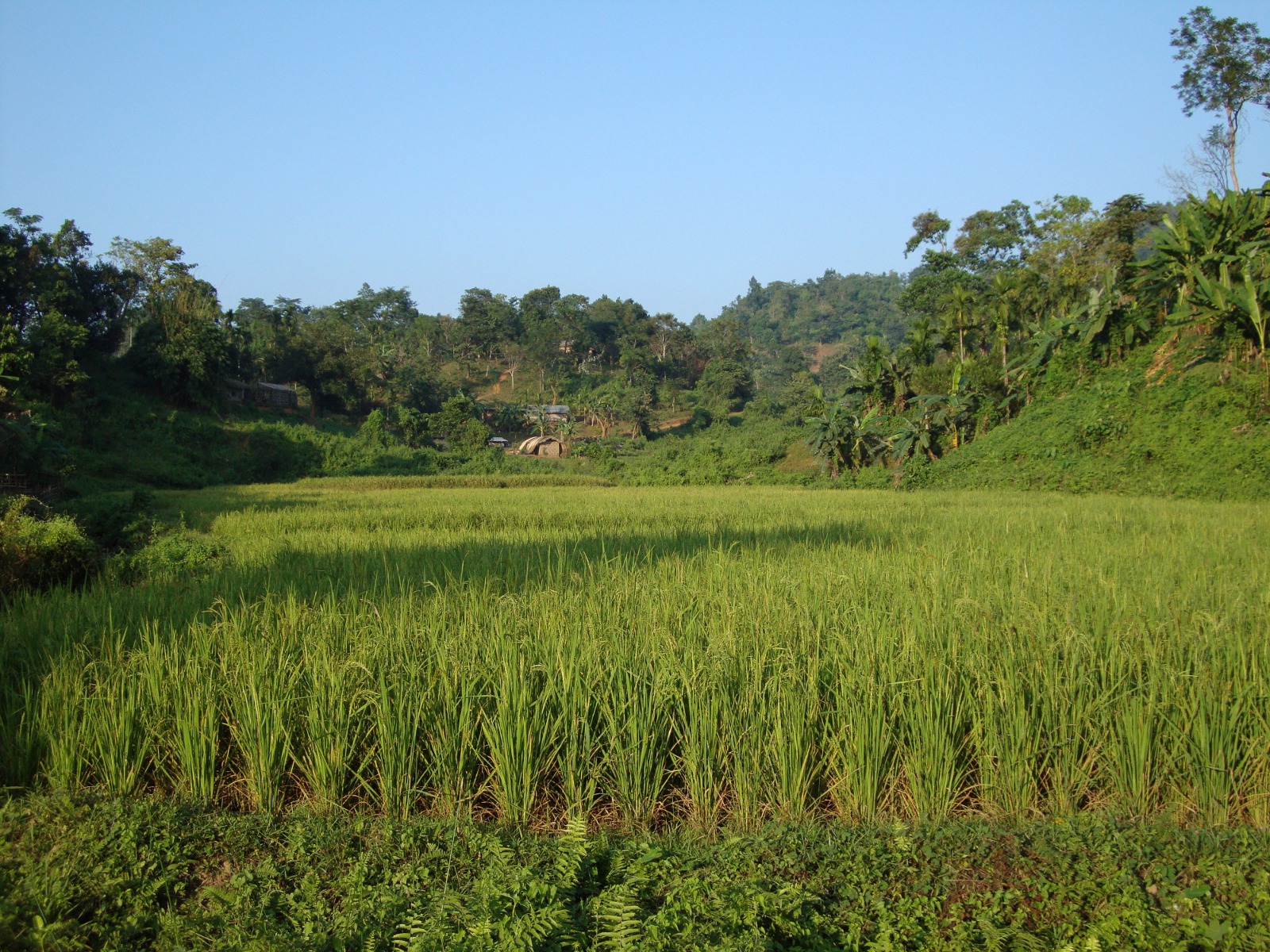 A paddy field.