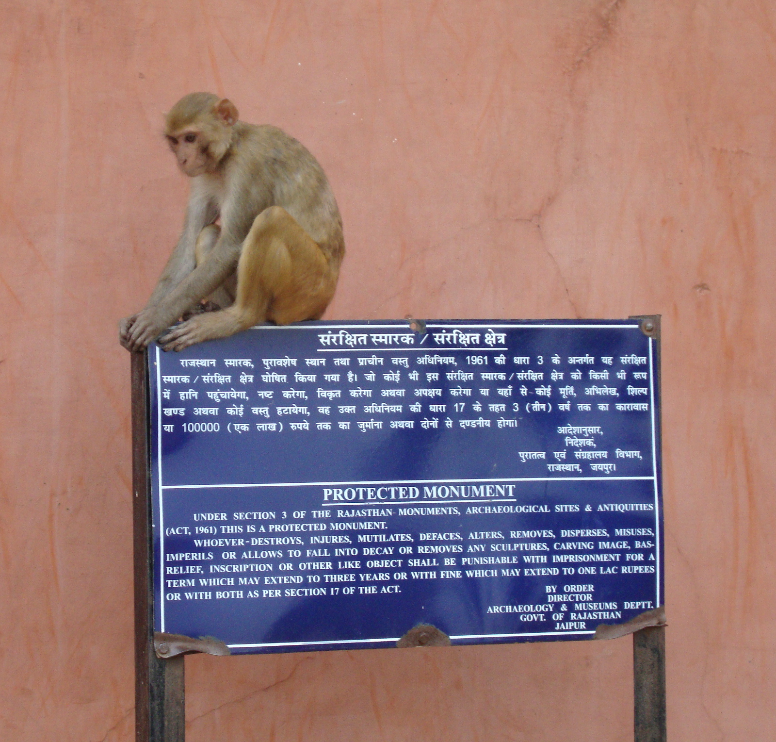 A rhesus macaque sits on a sign identifying the Sun Temple at Galta-ji (Jaipur) as a Rajasthan state protected monument.