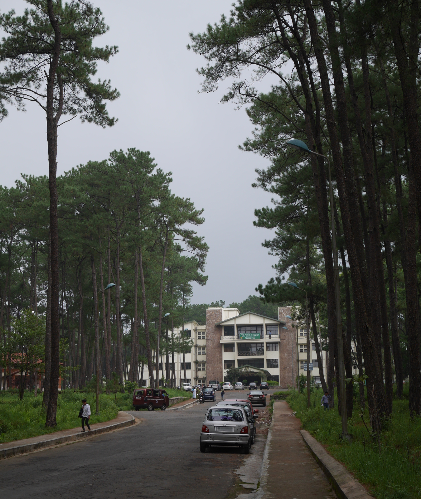 The NEHU Library is in a grove of tall, skinny pines that could almost be in Alabama.