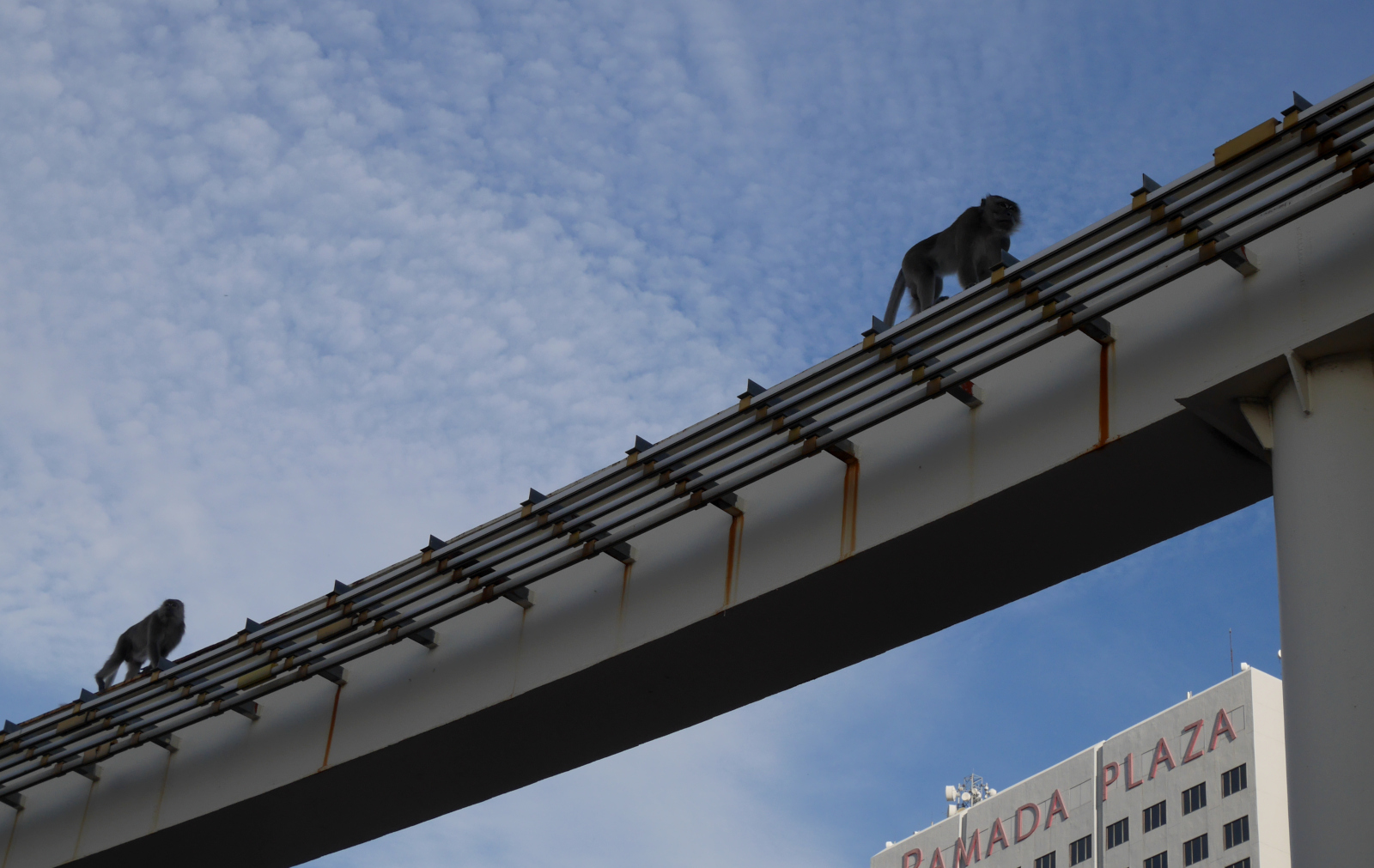 Long-tailed macaques (Macaca fascicularis) stalking along the elevated trackway of the monorail.